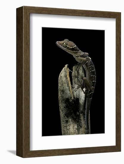 Cyrtodactylus Pulchellus (Malayan Forest Gecko)-Paul Starosta-Framed Photographic Print
