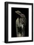 Cyrtodactylus Pulchellus (Malayan Forest Gecko)-Paul Starosta-Framed Photographic Print