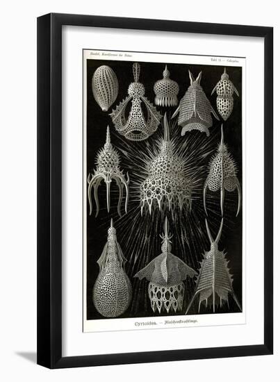 Cyrtoidea - Scheiben-Strahlinge - Heliodiscus-null-Framed Giclee Print