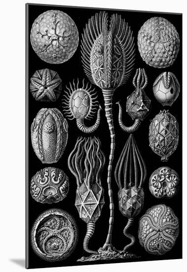 Cystoidea Nature Art Print Poster by Ernst Haeckel-null-Mounted Poster