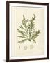 Cystoseira ericoides-Henry Bradbury-Framed Giclee Print