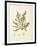 Cystoseira ericoides-Henry Bradbury-Framed Giclee Print