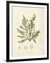 Cystoseira ericoides-Henry Bradbury-Framed Giclee Print