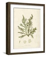 Cystoseira ericoides-Henry Bradbury-Framed Giclee Print