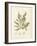 Cystoseira ericoides-Henry Bradbury-Framed Giclee Print