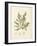 Cystoseira ericoides-Henry Bradbury-Framed Giclee Print