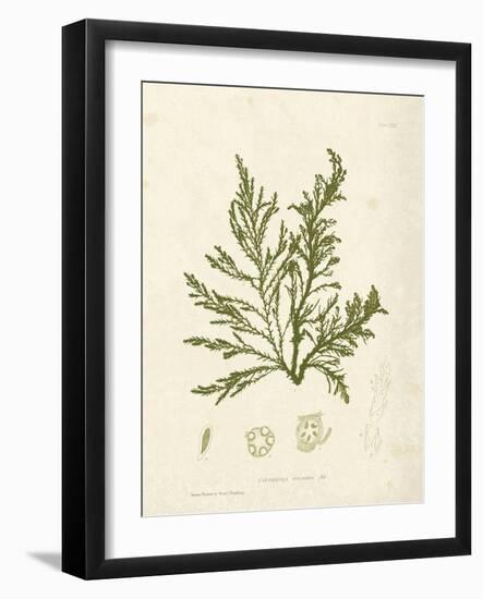 Cystoseira ericoides-Henry Bradbury-Framed Giclee Print