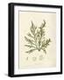 Cystoseira ericoides-Henry Bradbury-Framed Giclee Print