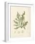 Cystoseira ericoides-Henry Bradbury-Framed Giclee Print