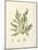 Cystoseira ericoides-Henry Bradbury-Mounted Giclee Print
