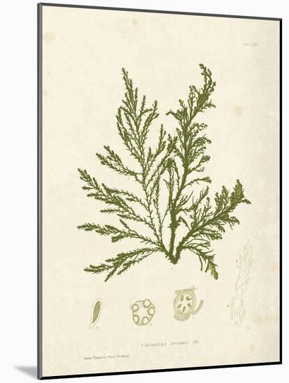 Cystoseira ericoides-Henry Bradbury-Mounted Giclee Print