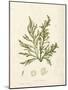 Cystoseira ericoides-Henry Bradbury-Mounted Giclee Print