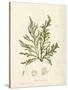 Cystoseira ericoides-Henry Bradbury-Stretched Canvas