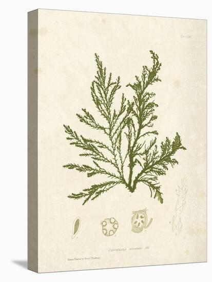Cystoseira ericoides-Henry Bradbury-Stretched Canvas