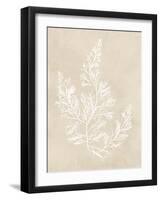 Cystoseira Faeniculacea - Fawn-Henry Bradbury-Framed Giclee Print