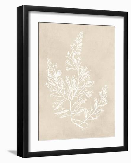 Cystoseira Faeniculacea - Fawn-Henry Bradbury-Framed Giclee Print