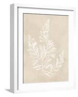 Cystoseira Faeniculacea - Fawn-Henry Bradbury-Framed Giclee Print