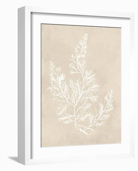 Cystoseira Faeniculacea - Fawn-Henry Bradbury-Framed Giclee Print