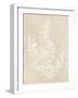 Cystoseira Faeniculacea - Fawn-Henry Bradbury-Framed Giclee Print