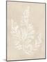 Cystoseira Faeniculacea - Fawn-Henry Bradbury-Mounted Giclee Print