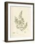 Cystoseira faeniculacea-Henry Bradbury-Framed Giclee Print
