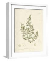 Cystoseira faeniculacea-Henry Bradbury-Framed Giclee Print