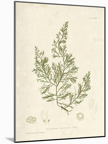 Cystoseira faeniculacea-Henry Bradbury-Mounted Giclee Print