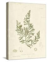 Cystoseira faeniculacea-Henry Bradbury-Stretched Canvas