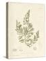Cystoseira faeniculacea-Henry Bradbury-Stretched Canvas