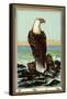 Czech English Cotton Label with Bald Eagle-null-Framed Stretched Canvas