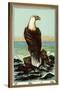 Czech English Cotton Label with Bald Eagle-null-Stretched Canvas