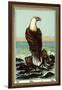 Czech English Cotton Label with Bald Eagle-null-Framed Giclee Print