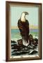 Czech English Cotton Label with Bald Eagle-null-Framed Giclee Print