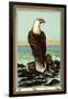 Czech English Cotton Label with Bald Eagle-null-Framed Giclee Print