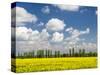 Czech Republic. Canola field and tree line.-Julie Eggers-Stretched Canvas