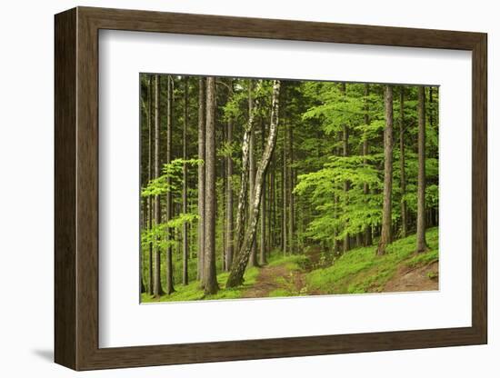 Czech Republic, Moravia, Beskydy. White Birch and Beech Branches-Petr Bednarik-Framed Photographic Print