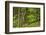 Czech Republic, Moravia, Beskydy. White Birch and Beech Branches-Petr Bednarik-Framed Photographic Print