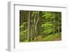 Czech Republic, Moravia, Beskydy. White Birch and Beech Branches-Petr Bednarik-Framed Photographic Print
