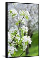 Czech Republic, Prague - Cherry Trees in Blossom on Petrin Hill in Spring-null-Framed Stretched Canvas