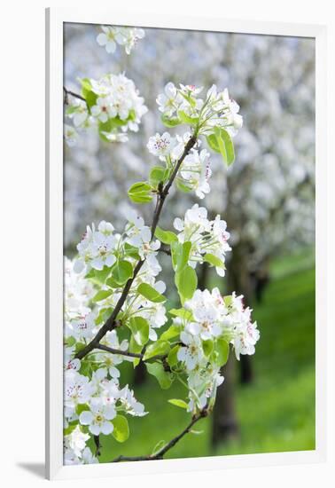 Czech Republic, Prague - Cherry Trees in Blossom on Petrin Hill in Spring-null-Framed Photographic Print