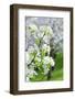 Czech Republic, Prague - Cherry Trees in Blossom on Petrin Hill in Spring-null-Framed Photographic Print