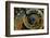 Czech Republic, Prague. Close-up of astronomical clock in Old Town Square.-Jaynes Gallery-Framed Photographic Print