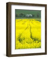 Czech Republic. Tracks in canola field.-Julie Eggers-Framed Photographic Print