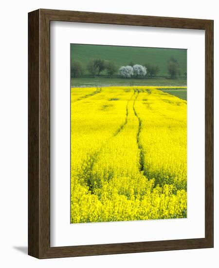 Czech Republic. Tracks in canola field.-Julie Eggers-Framed Photographic Print