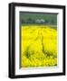 Czech Republic. Tracks in canola field.-Julie Eggers-Framed Photographic Print