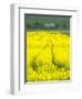 Czech Republic. Tracks in canola field.-Julie Eggers-Framed Photographic Print