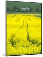 Czech Republic. Tracks in canola field.-Julie Eggers-Mounted Photographic Print
