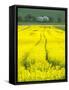 Czech Republic. Tracks in canola field.-Julie Eggers-Framed Stretched Canvas