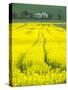 Czech Republic. Tracks in canola field.-Julie Eggers-Stretched Canvas