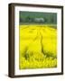 Czech Republic. Tracks in canola field.-Julie Eggers-Framed Photographic Print